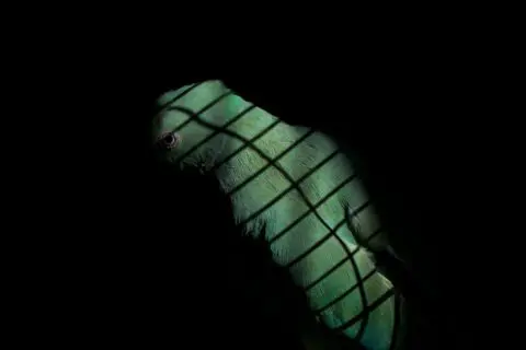 Winner Series 2020 Sumi Anjuman Somewhere Else Than Here 1